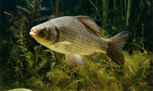 淡水鱼烘干工艺