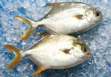 金鲳鱼烘干工艺